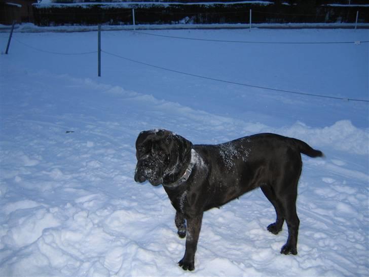 Bullmastiff Primadonna - Prima har vist været med til sneboldkamp?  :b billede 4
