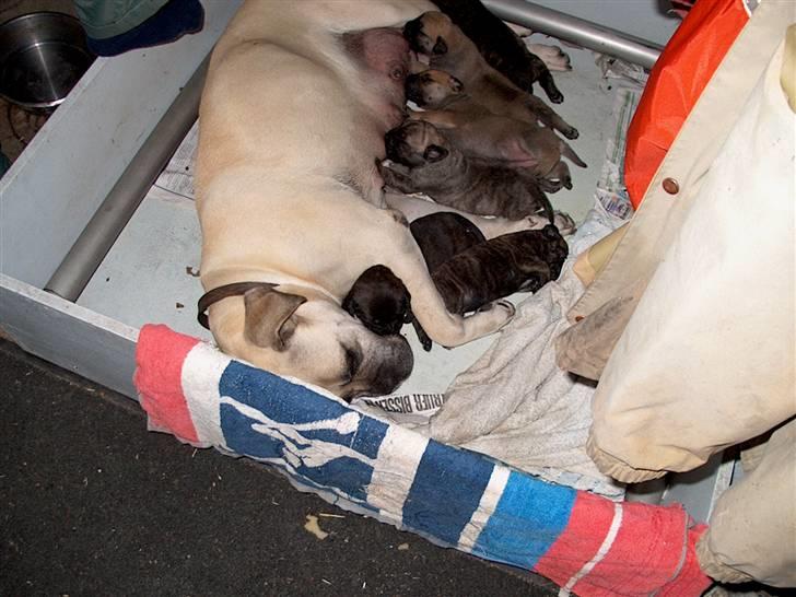 Bullmastiff Primadonna - Hvalpene !  :D Det er Prima der ligger oppe ved Donnas hovede !  <3 billede 5
