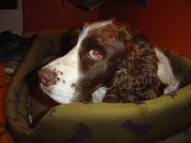 Engelsk springer spaniel Lady (Mary Pickford) - Velkommen til Lady´s profil:-) billede 1