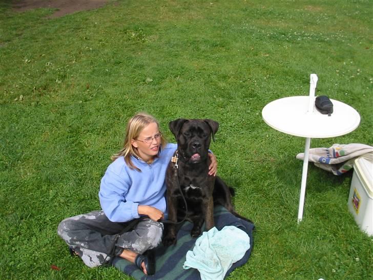 Bullmastiff Primadonna - Prima til udtilling !  :D billede 6