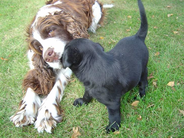 Engelsk springer spaniel Lady (Mary Pickford) - Lady og en af Nell, vores anden hunds hvalpe..  billede 2