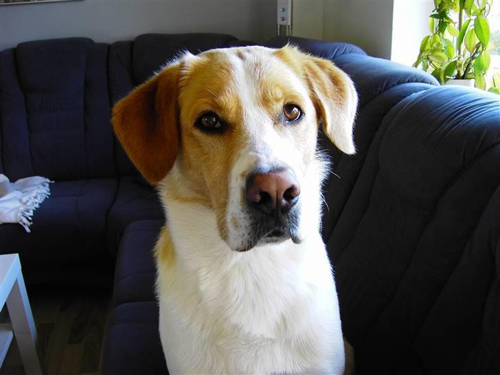 Blanding af racer Kato billede 16