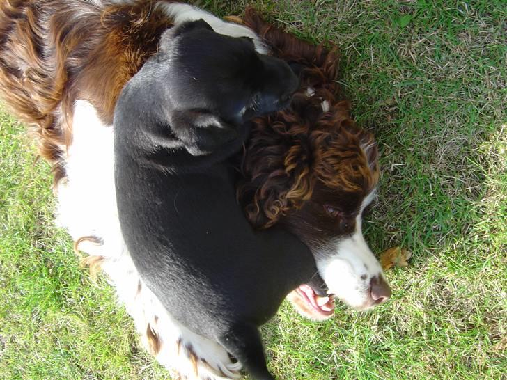 Engelsk springer spaniel Lady (Mary Pickford) - Bare rolig hun bidder ikke hårdt.. billede 3