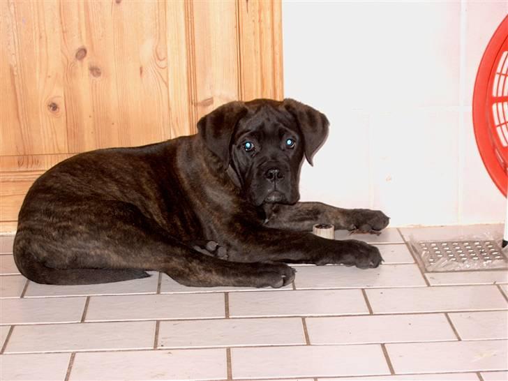 Bullmastiff Primadonna - Der er hun ikke så gammel "! billede 7