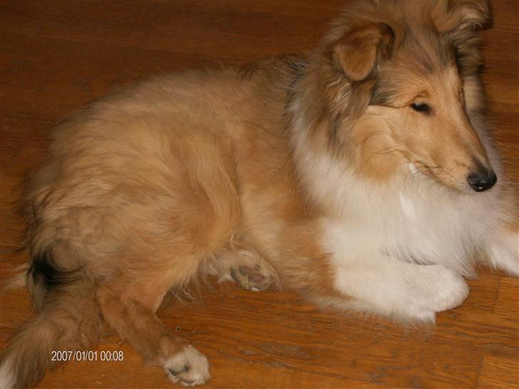 Collie langhåret Tonnie billede 11