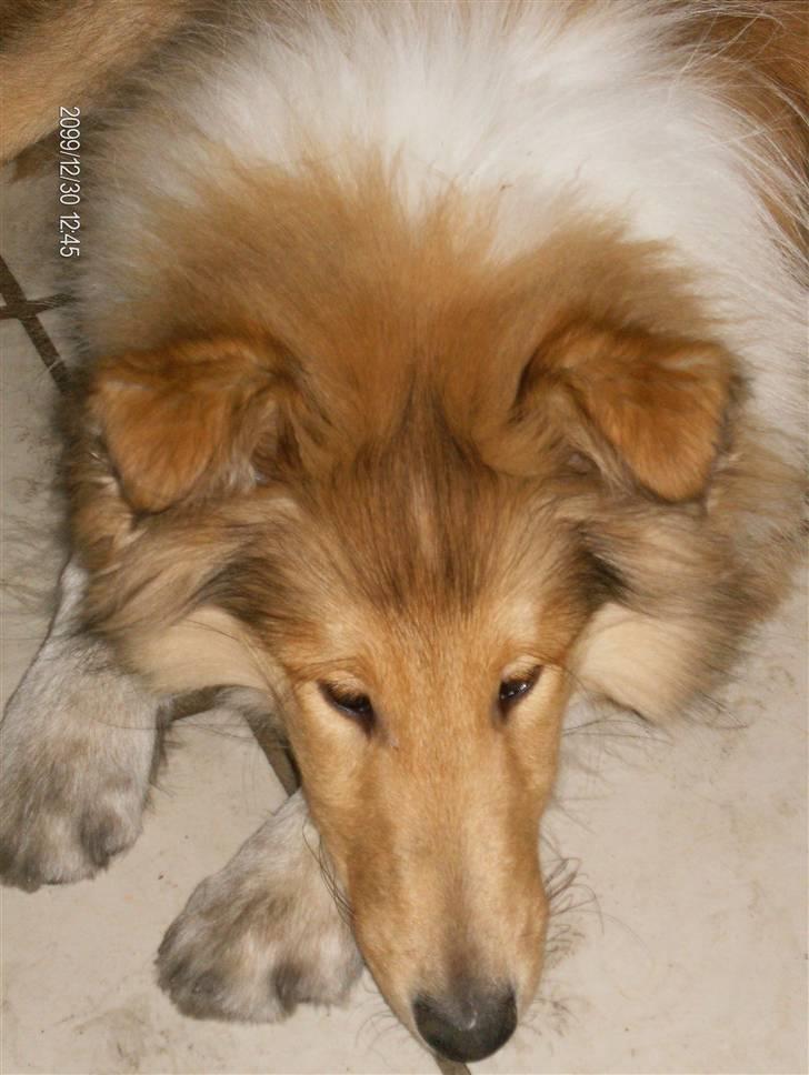 Collie langhåret Tonnie billede 12