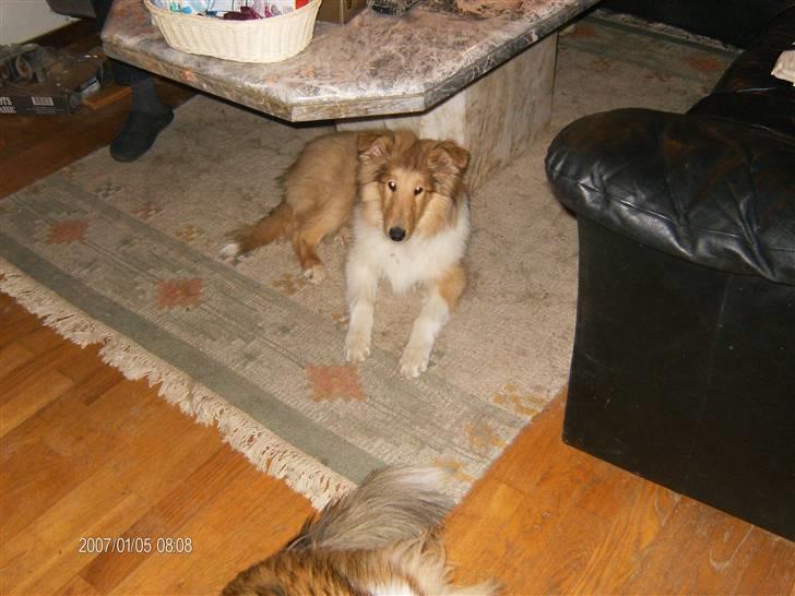 Collie langhåret Tonnie billede 13