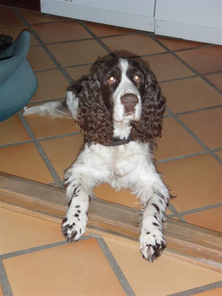 Engelsk springer spaniel Lady (Mary Pickford) - Hun er bare så sød!! billede 4