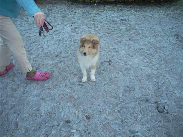 Collie langhåret Tonnie - Vores første billed af Tonnie billede 14