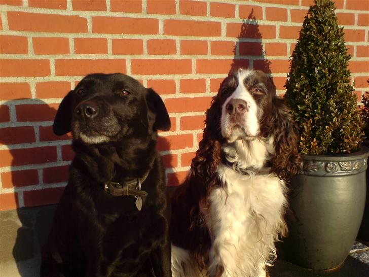 Engelsk springer spaniel Lady (Mary Pickford) - Nu skal du ikke sidde og spille smart der, vel Nell!??:-) billede 5