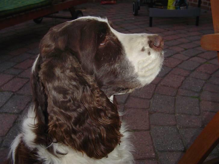 Engelsk springer spaniel Lady (Mary Pickford) - Mig oss ha´noget og spise... billede 6