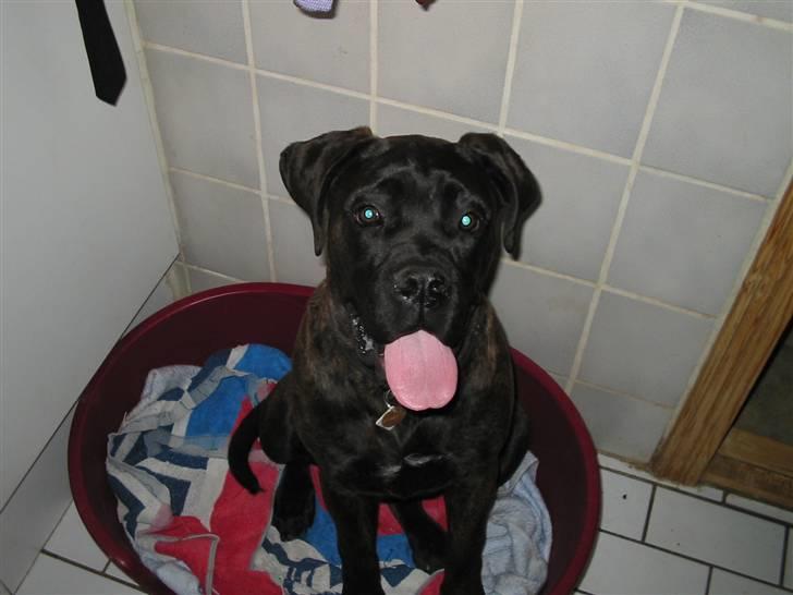Bullmastiff Primadonna - Søøøde Prima billede 8