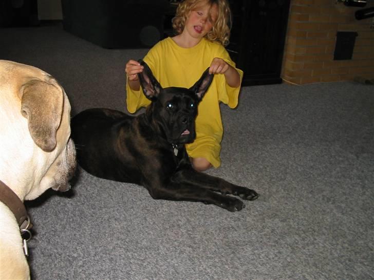 Bullmastiff Primadonna - Heheh !  :D billede 9