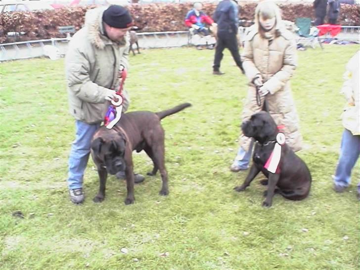 Bullmastiff Primadonna - Til hunde udstilling, hvor hun blev bedste unghund ! Sammen med sin far !  billede 10