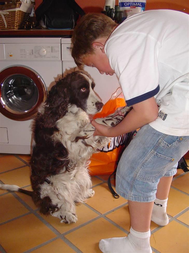 Engelsk springer spaniel Lady (Mary Pickford) - Lady og min lillebror Daniel danser:-) billede 7