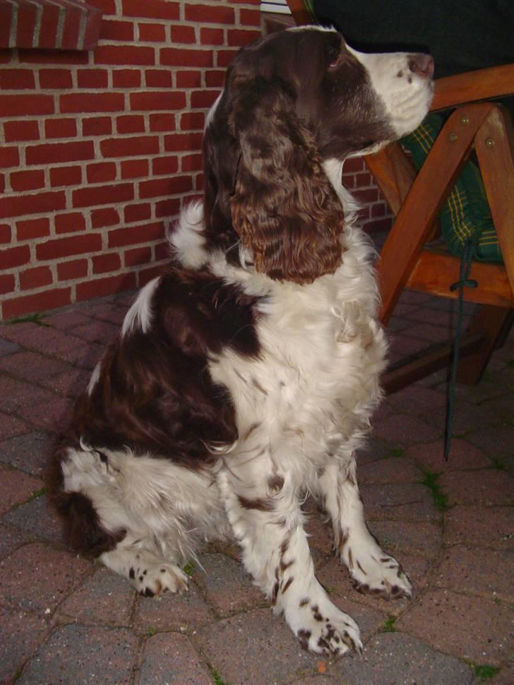 Engelsk springer spaniel Lady (Mary Pickford) billede 8