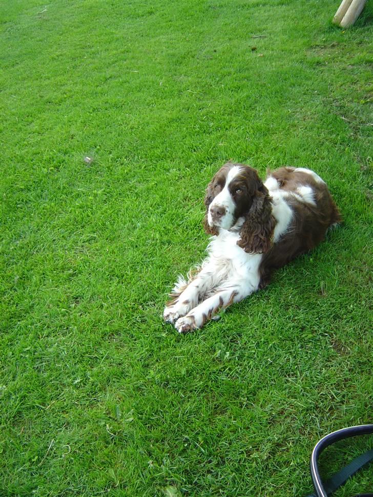 Engelsk springer spaniel Lady (Mary Pickford) billede 9