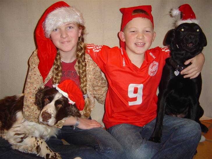 Engelsk springer spaniel Lady (Mary Pickford) - Julen 2004...:-) billede 10