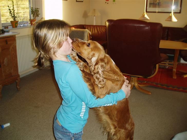 Cocker spaniel Sisse  - Sara skal du have et kys :) billede 10