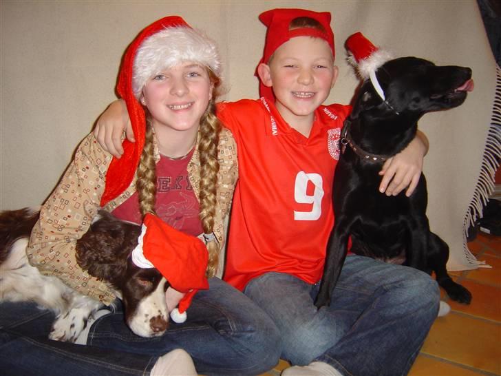 Engelsk springer spaniel Lady (Mary Pickford) billede 11