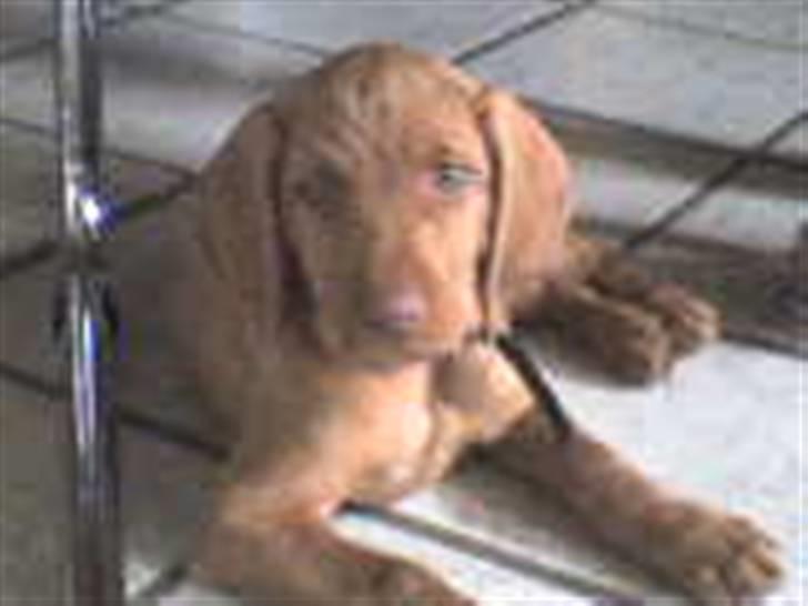 Ruhåret vizsla humlekroen´s frida billede 1