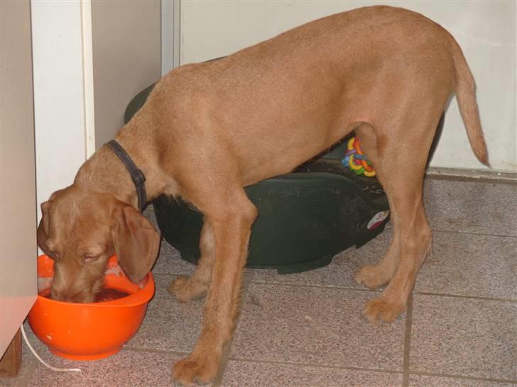 Ruhåret vizsla humlekroen´s frida billede 2