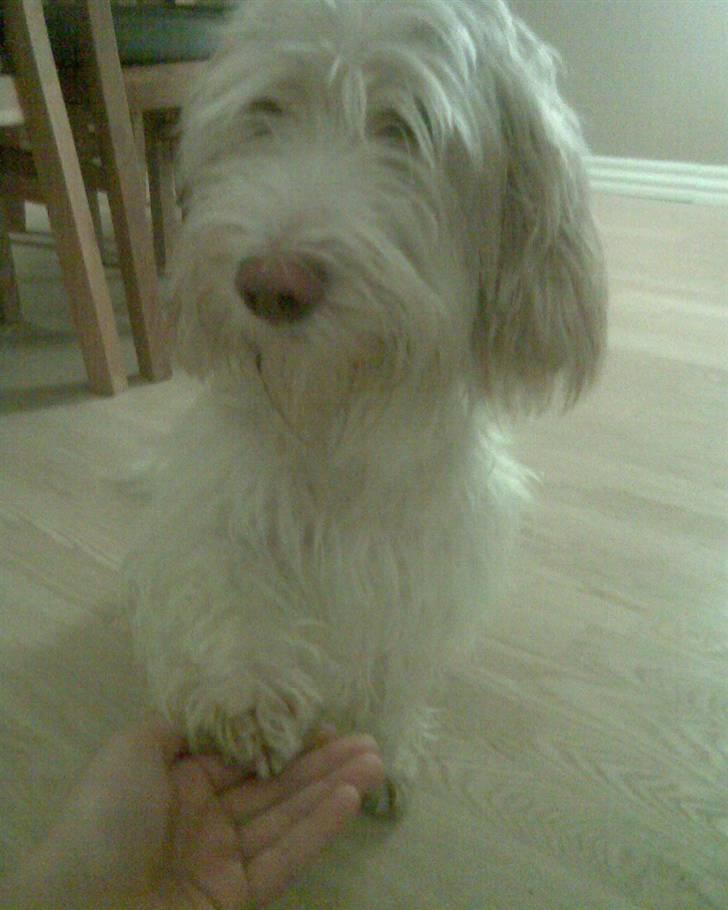 Petit basset griffon wendéen Freja - jegelskerfreja billede 3