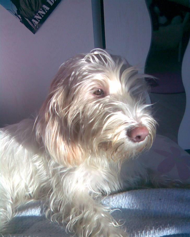 Petit basset griffon wendéen Freja - jegelskerfreja billede 4