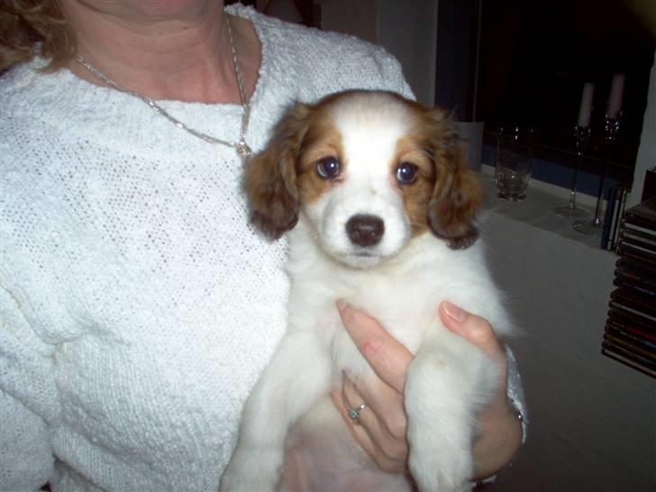 Kooikerhondje Molly billede 11