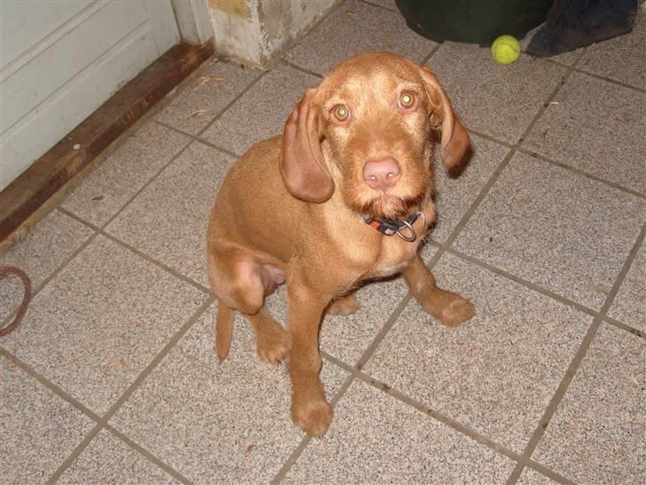 Ruhåret vizsla humlekroen´s frida billede 3