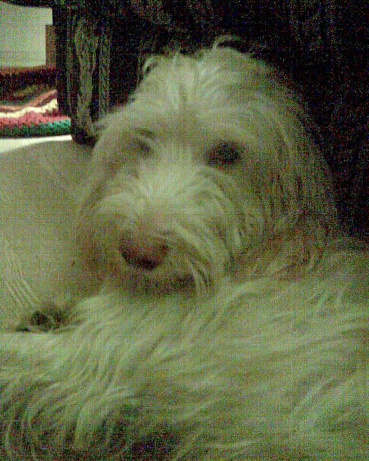 Petit basset griffon wendéen Freja - jegelskerfreja billede 5