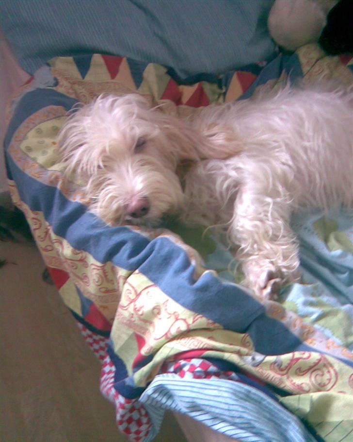 Petit basset griffon wendéen Freja - jegelskerfreja billede 6