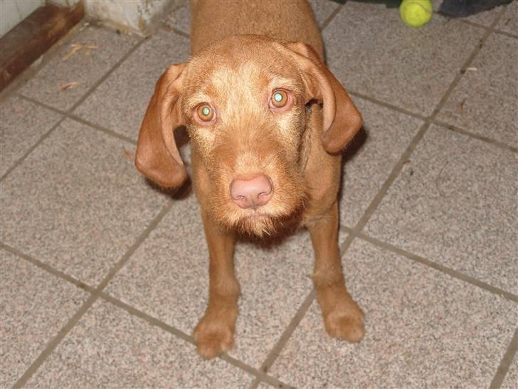 Ruhåret vizsla humlekroen´s frida billede 4