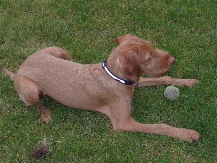 Ruhåret vizsla humlekroen´s frida billede 5