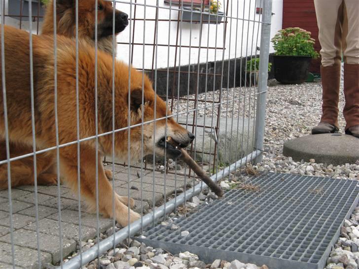 Eurasier alpha billede 7