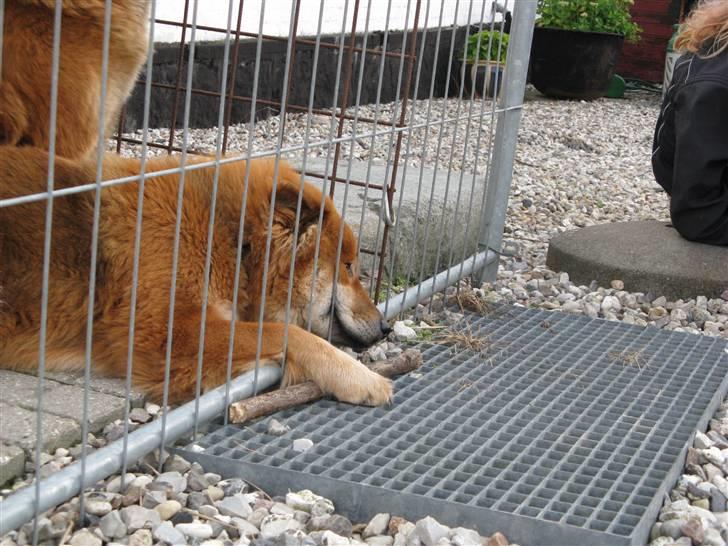 Eurasier alpha billede 8