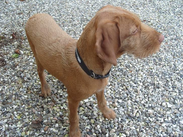 Ruhåret vizsla humlekroen´s frida billede 6