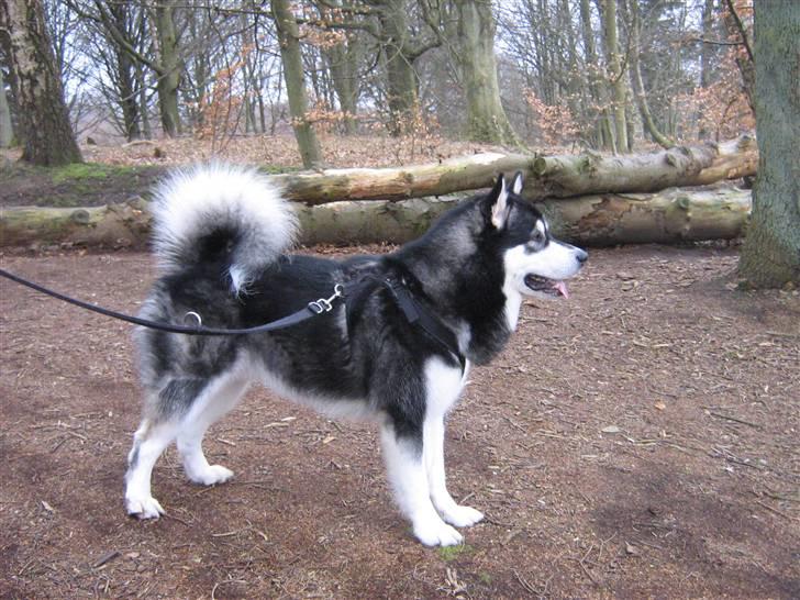 Alaskan malamute Chicko  billede 13