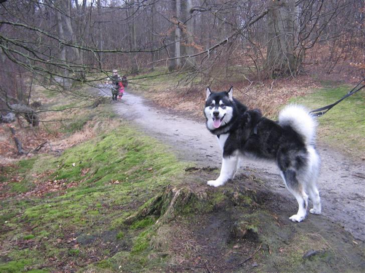 Alaskan malamute Chicko  billede 14