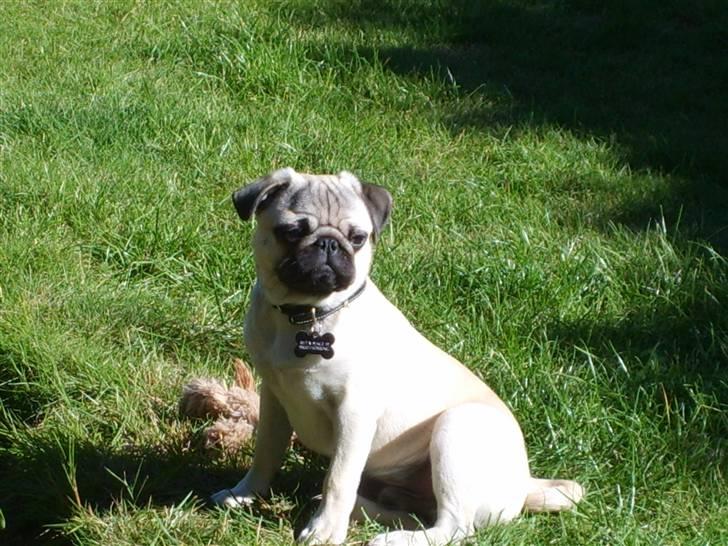 Mops Frede... - SÅ er Kongen kommet i haven.. :D Sikke Flot billede 15