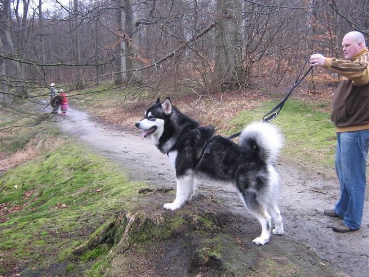 Alaskan malamute Chicko  billede 15