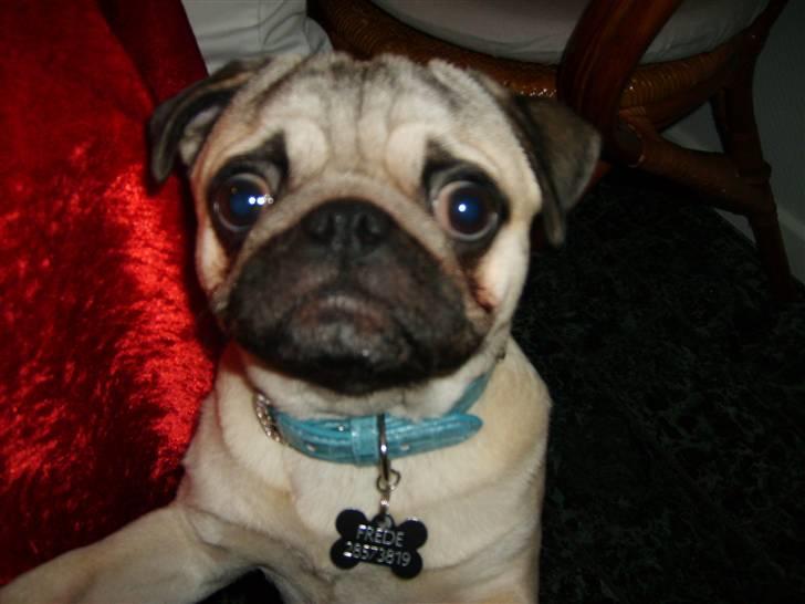 Mops Frede... - Hej Mor.. Deler du ikk lidt julemad med mig? :( billede 16