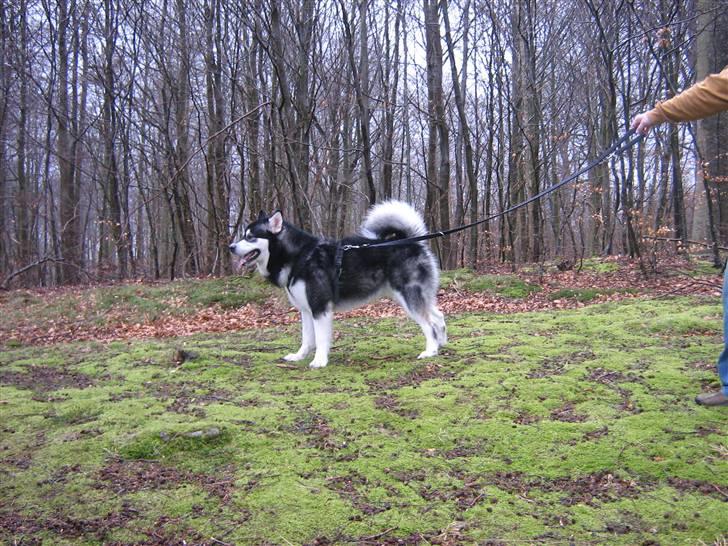Alaskan malamute Chicko  billede 16