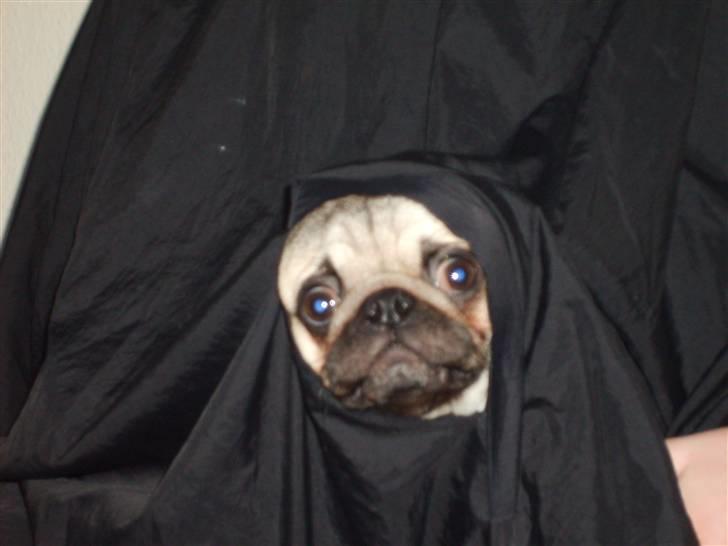 Mops Frede... - Jeg hjæjper mor med at ordne hår, kan bare ikke helt finde ud af de her slag.. eller forklæder.. hmm billede 17