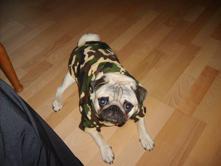 Mops Frede... - Se mo jeg kan dække, og har du set min nye fine trøje..  billede 18