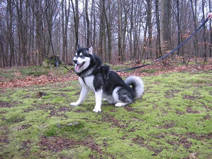 Alaskan malamute Chicko  billede 17