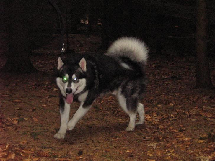 Alaskan malamute Chicko  - hund eller ulv? billede 20