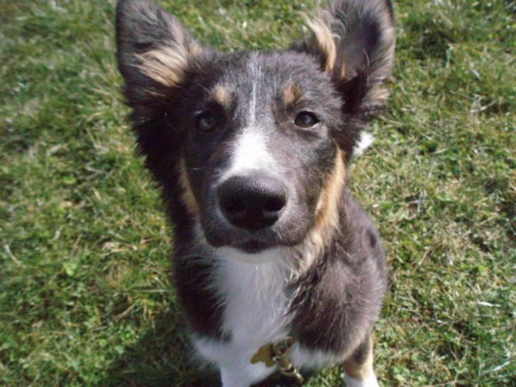 Border collie Sheila R.I.P - nååå hvor det blæser... her oppe i jylland billede 29