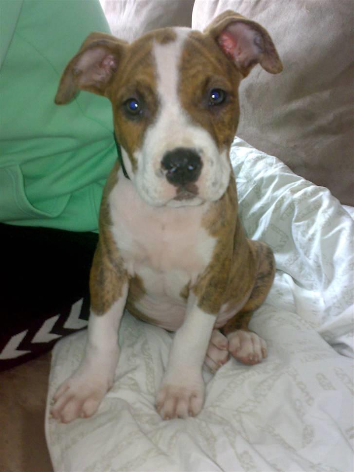 Amerikansk staffordshire terrier Ludvig - Ludvig 9 uger og lige fået ham billede 2