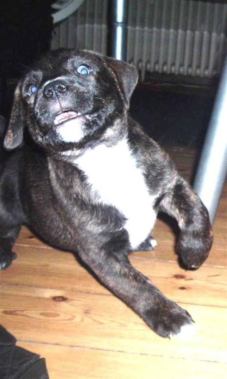 Blanding af racer Izak billede 1